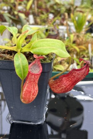 Close Up of Nepenthes petiolata | Borneo Exotics | BE-3913 | IN25326