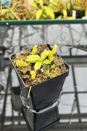 Close Up of Nepenthes platychila | PT | Florae Collaborative | FC-346.04 | H25630