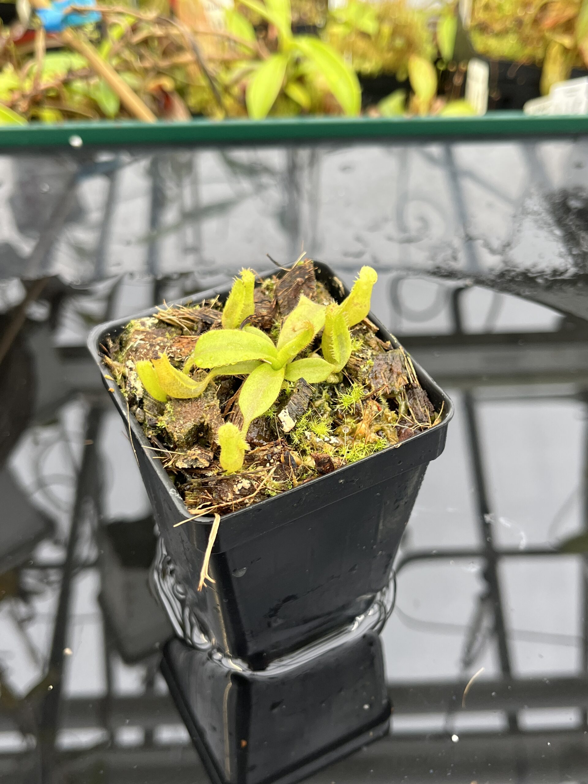 Close Up of Nepenthes platychila | PT | Florae Collaborative | FC-346.04 | H25630