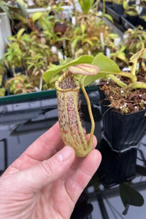 Close Up of Nepenthes platychila x robcantleyi | Borneo Exotics | BE-3946 | IN25323
