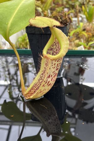 Close Up of Nepenthes platychila x robcantleyi | Borneo Exotics | BE-3946 | IN25414