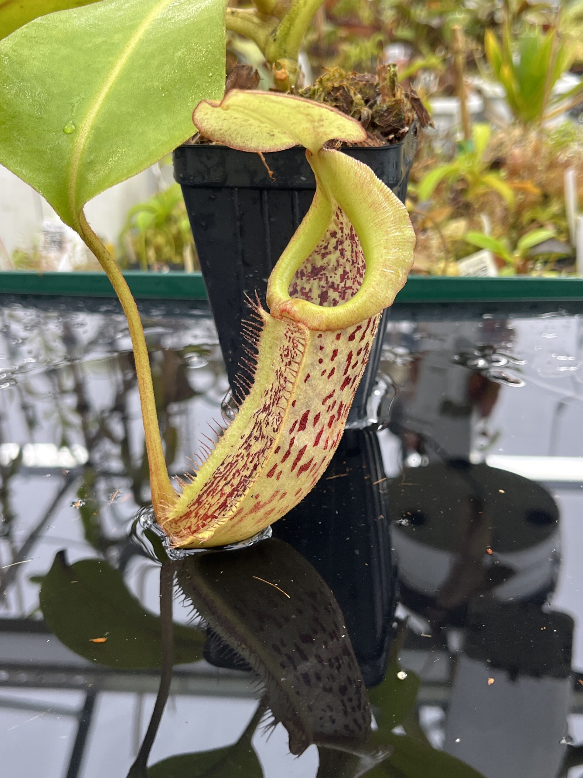 Close Up of Nepenthes platychila x robcantleyi | Borneo Exotics | BE-3946 | IN25414