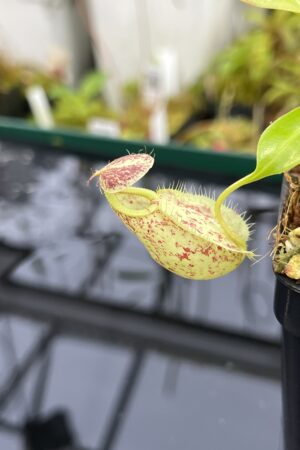 Close Up of Nepenthes rafflesiana | Borneo Exotics | BE-4519 | L25347