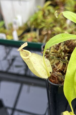 Close Up of Nepenthes rafflesiana | Borneo Exotics | BE-4519 | L25348