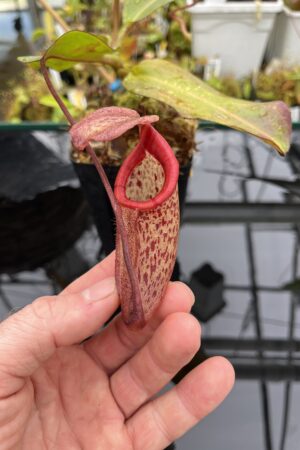 Close Up of Nepenthes rajah x burbidgeae | Borneo Exotics | BE-4657 | H25617