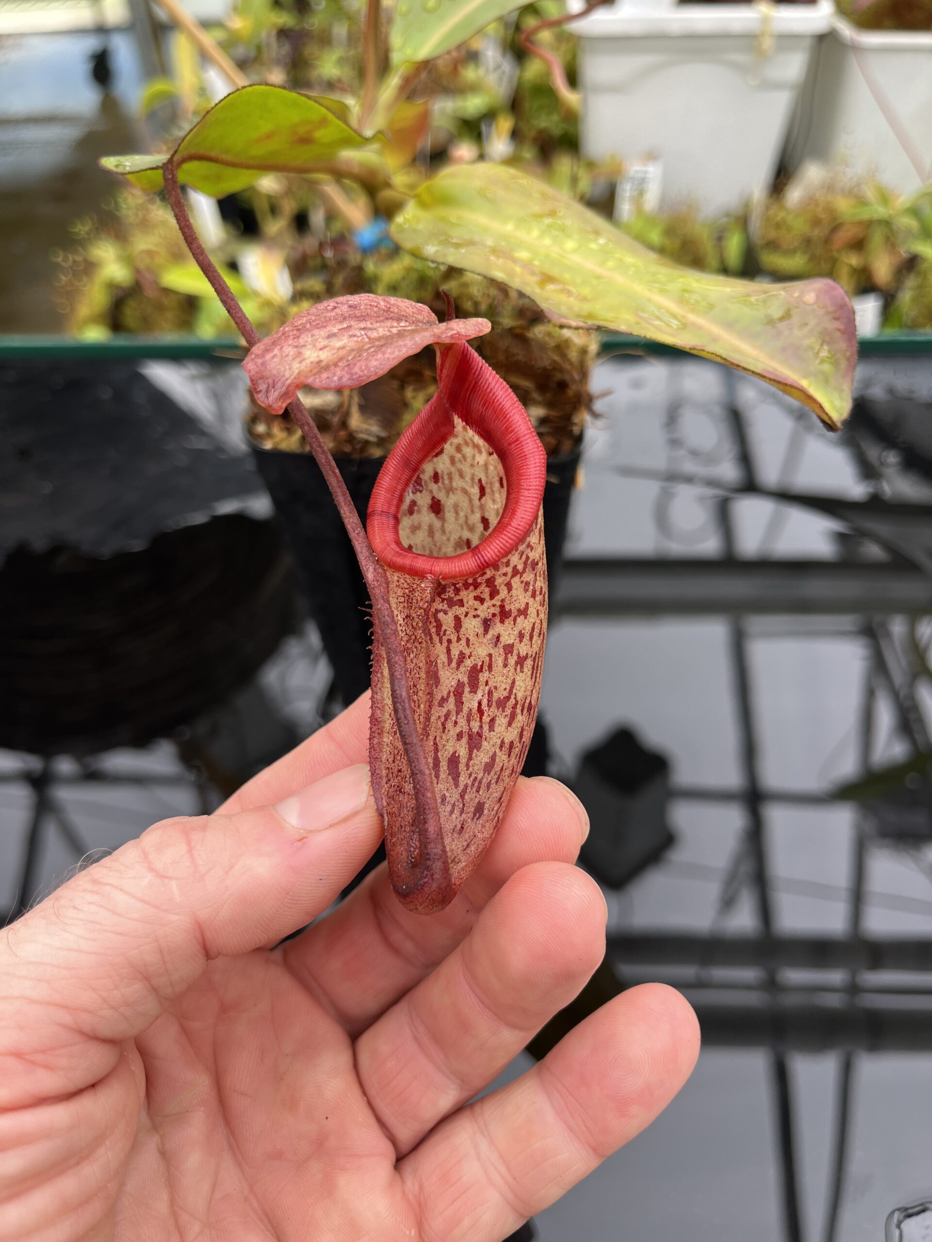 Close Up of Nepenthes rajah x burbidgeae | Borneo Exotics | BE-4657 | H25617