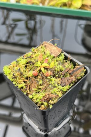 Close Up of Nepenthes rajah x edwardsiana | JH | Florae | Clone 2 | Jeremiah Harris | JH-96.02 | H25392