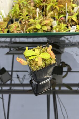 Close Up of Nepenthes rajah x eymae | Florae Collaborative | FC-074.IC | H25335