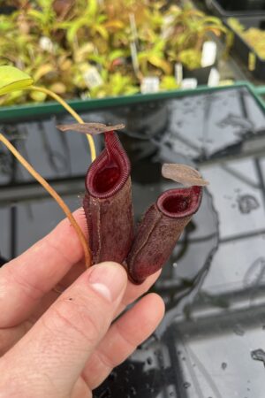 Close Up of Nepenthes rajah x lowii | Borneo Exotics | BE-4502 | H25385