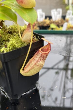 Close Up of Nepenthes rajah x veitchii | Borneo Exotics | BE-3730 | H25491