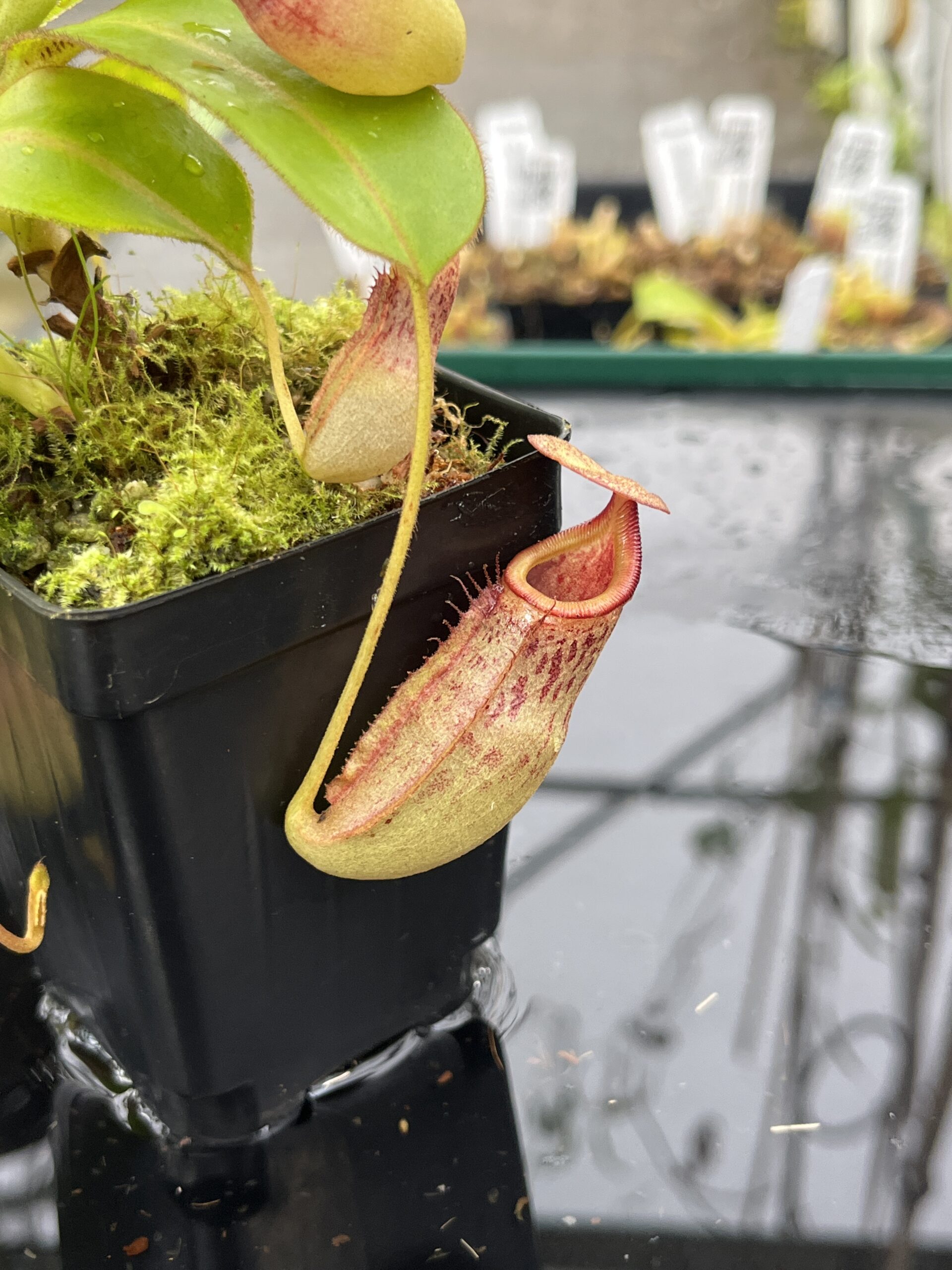 Close Up of Nepenthes rajah x veitchii | Borneo Exotics | BE-3730 | H25491