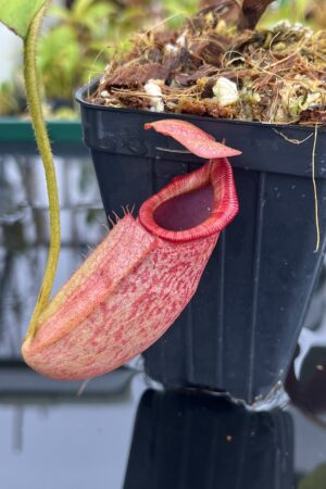 Close Up of Nepenthes rajah x veitchii | Borneo Exotics | BE-4578 | IN25241
