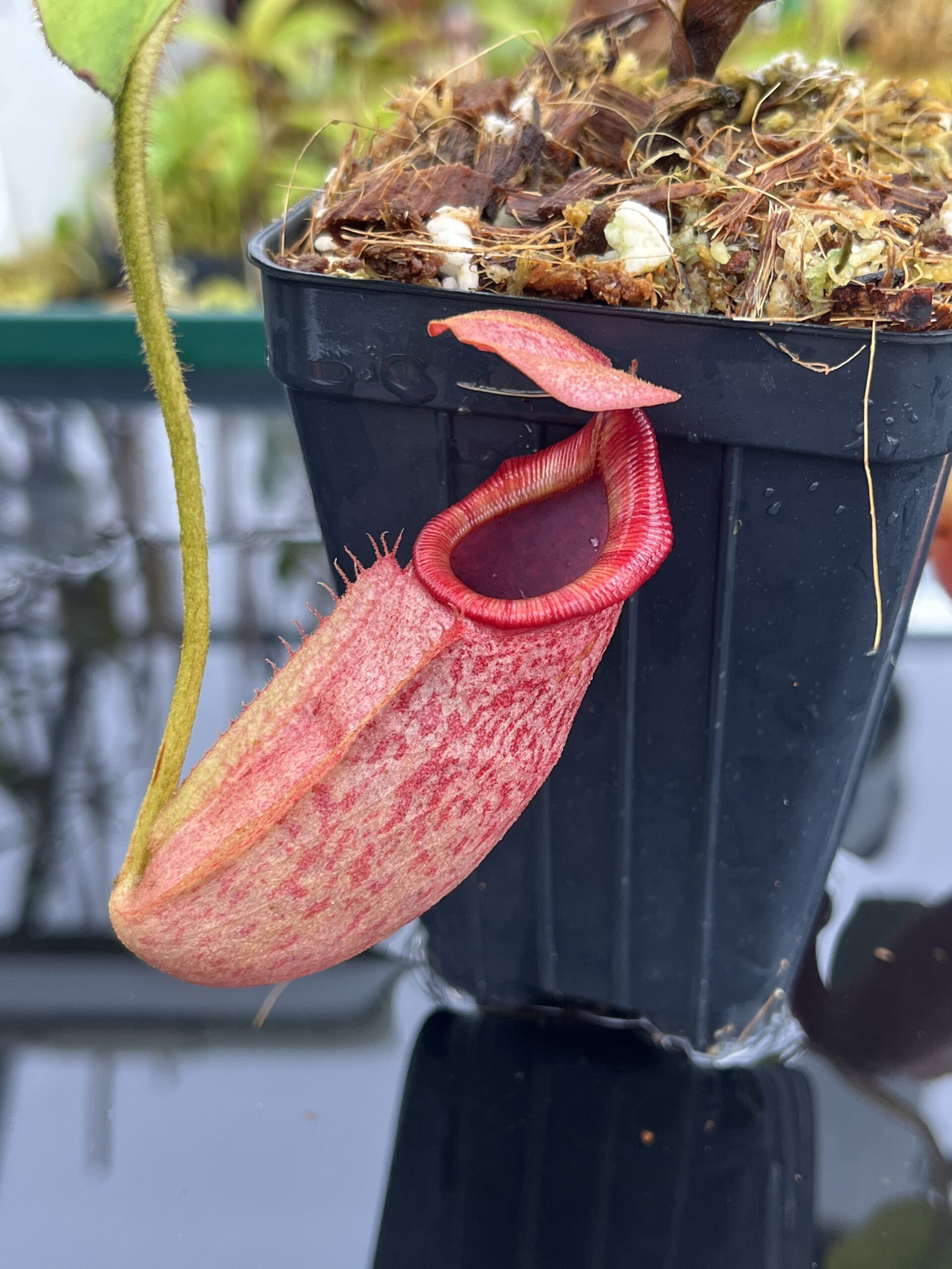 Close Up of Nepenthes rajah x veitchii | Borneo Exotics | BE-4578 | IN25241
