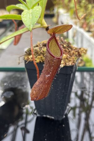 Close Up of Nepenthes ramispina x ventricosa | Borneo Exotics | BE-4537 | H25505