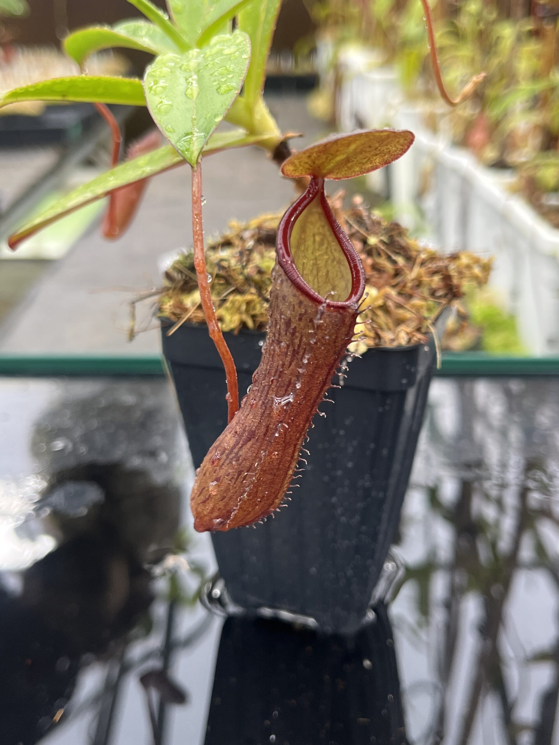 Close Up of Nepenthes ramispina x ventricosa | Borneo Exotics | BE-4537 | H25505