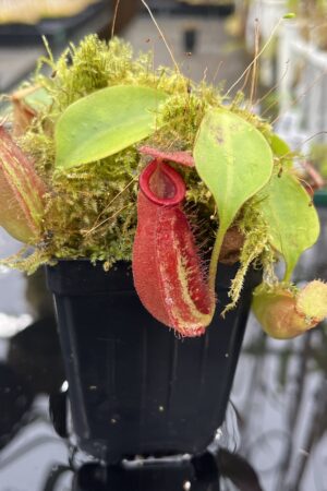 Close Up of Nepenthes robcantleyi x ampullaria | Borneo Exotics | BE-3767 | IN25487