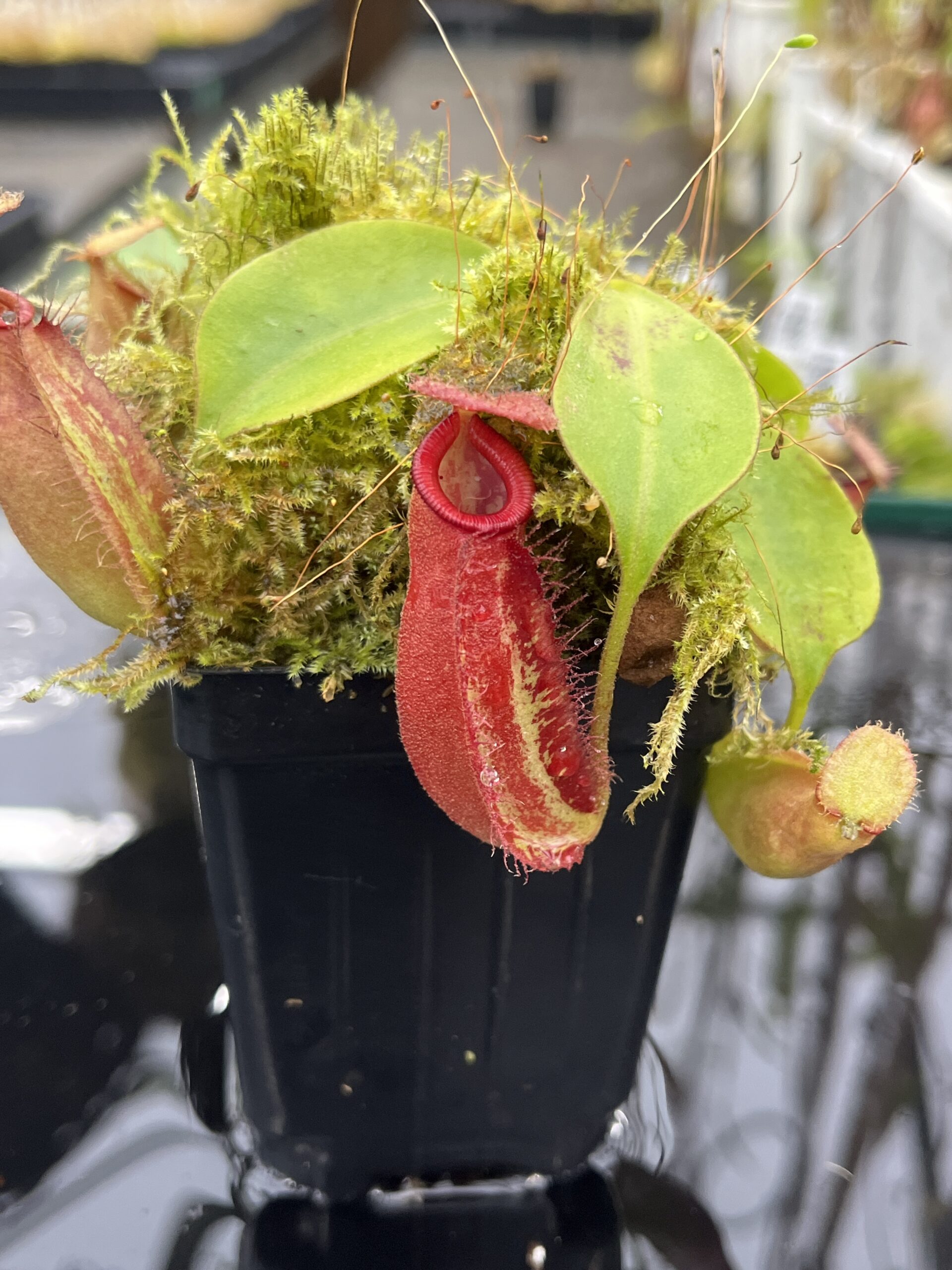 Close Up of Nepenthes robcantleyi x ampullaria | Borneo Exotics | BE-3767 | IN25487