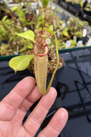 Close Up of Nepenthes robcantleyi x (burbidgeae x edwardsiana) | Borneo Exotics | BE-4023 | H25426