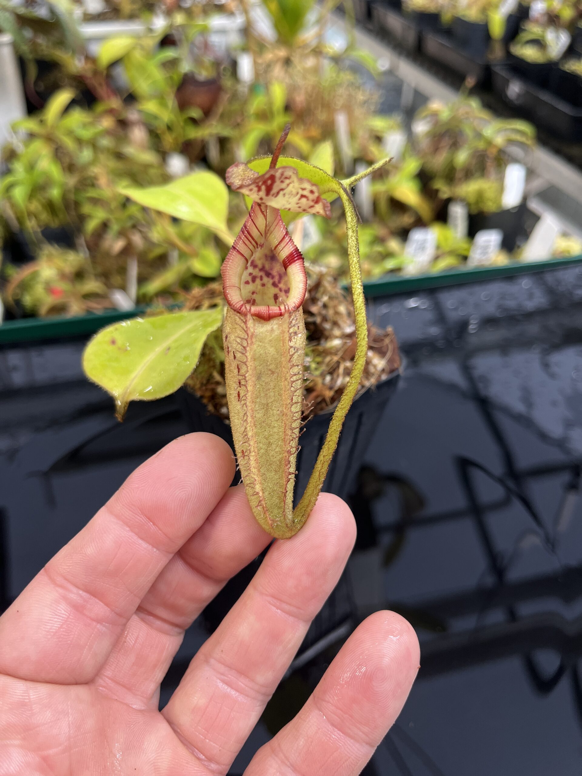 Close Up of Nepenthes robcantleyi x (burbidgeae x edwardsiana) | Borneo Exotics | BE-4023 | H25426