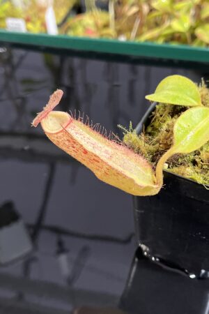Close Up of Nepenthes robcantleyi x klossii | Borneo Exotics | BE-4549 | H25439