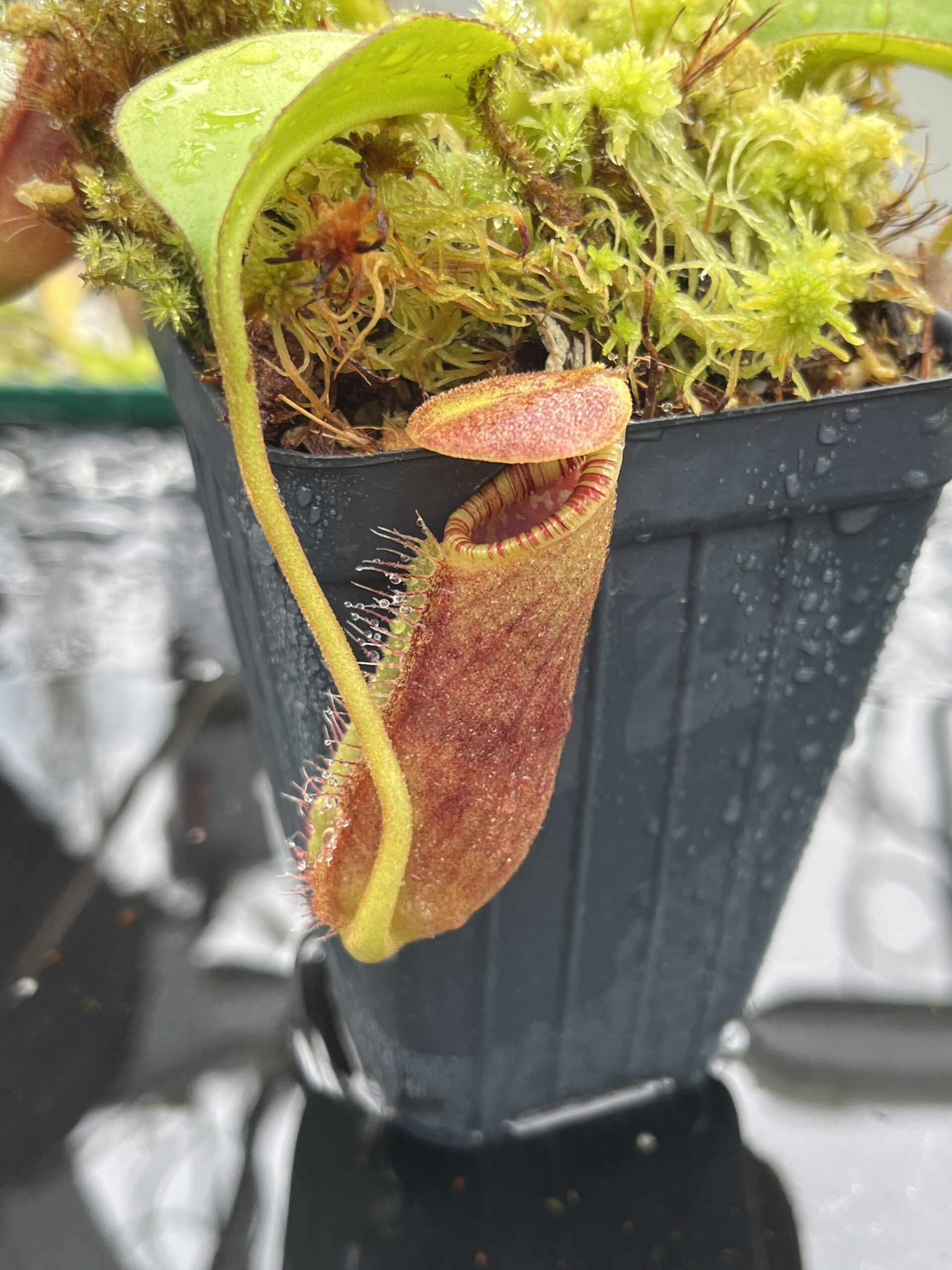 Close Up of Nepenthes robcantleyi x lowii | Andreas Wistuba | AW-(ISC) | H25578