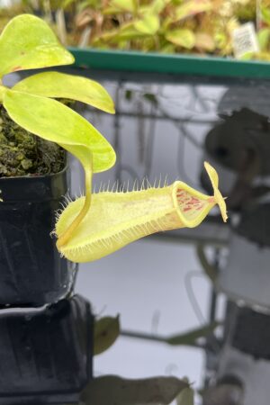 Close Up of Nepenthes robcantleyi x merrilliana | Borneo Exotics | BE-4628 | IN25246