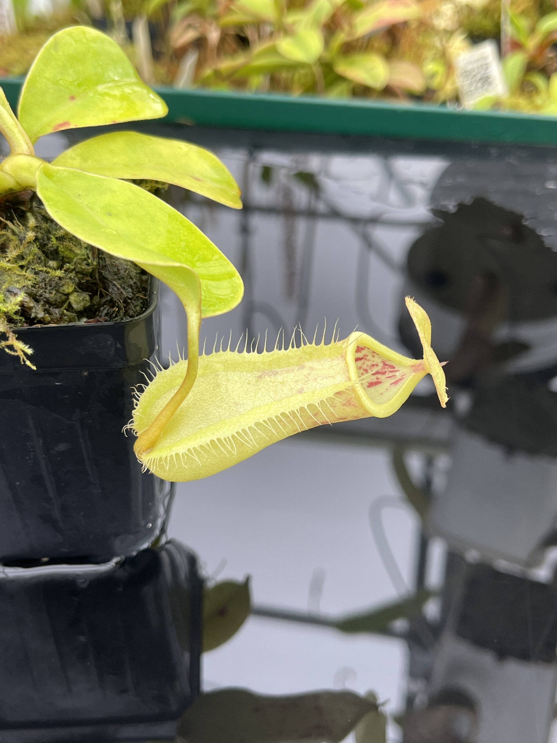 Close Up of Nepenthes robcantleyi x merrilliana | Borneo Exotics | BE-4628 | IN25246