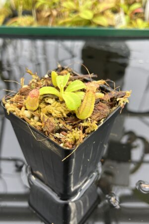 Close Up of Nepenthes robcantleyi x veitchii 'The Wave' | FB | Florae | Florae Collaborative | FC-317.01 | IN25339
