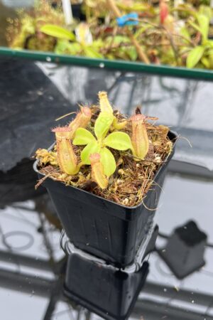 Close Up of Nepenthes robcantleyi x veitchii 'The Wave' | FB | Florae | Florae Collaborative | FC-317.01 | IN25610