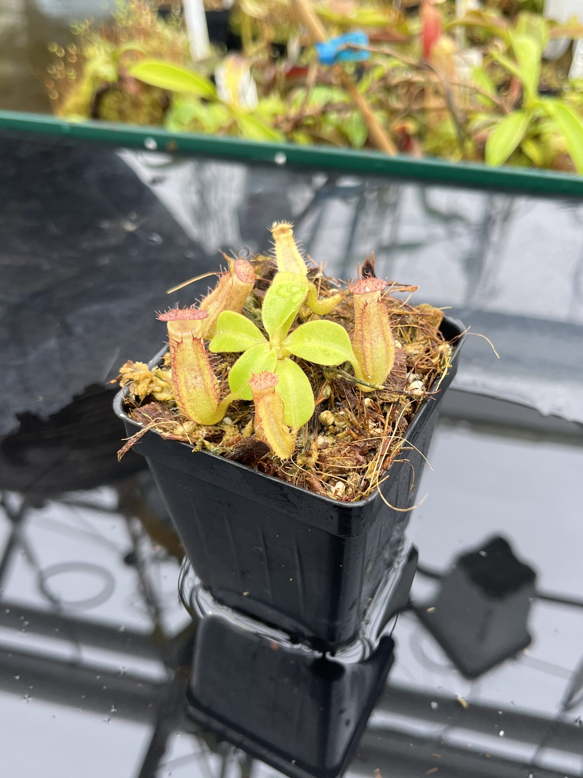 Close Up of Nepenthes robcantleyi x veitchii 'The Wave' | FB | Florae | Florae Collaborative | FC-317.01 | IN25610