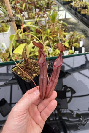 Close Up of Nepenthes sanguinea | Borneo Exotics | BE-4066 | IN25239