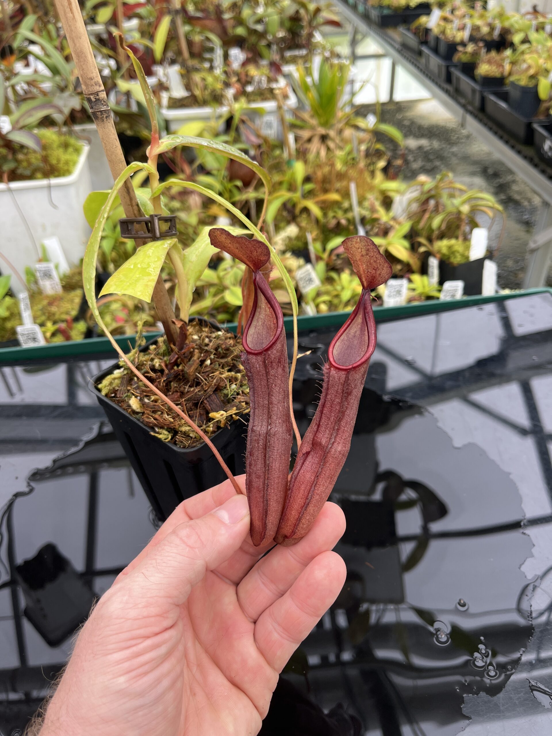 Close Up of Nepenthes sanguinea | Borneo Exotics | BE-4066 | IN25239