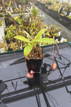 Close Up of Nepenthes sibuyanensis | Borneo Exotics | BE-3164 | IN25408