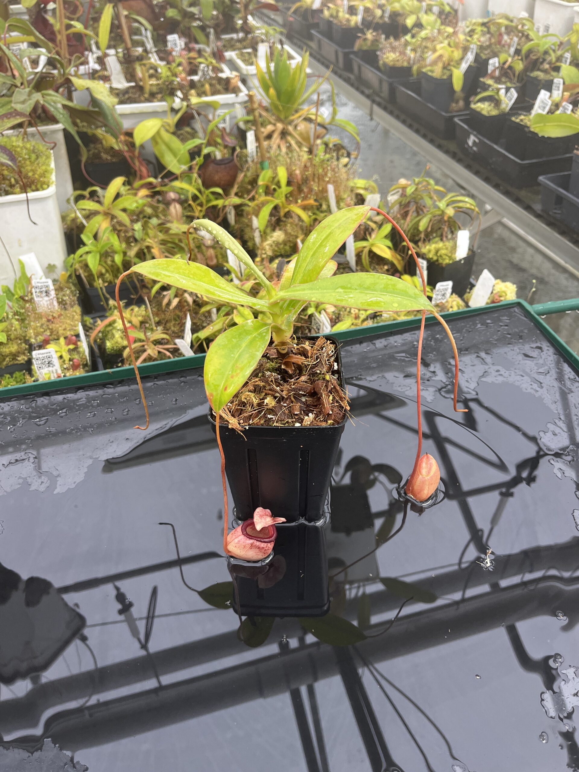 Close Up of Nepenthes sibuyanensis | Borneo Exotics | BE-3164 | IN25408