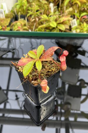 Close Up of Nepenthes sibuyanensis x attenboroughii | Borneo Exotics | BE-4579 | IN25331