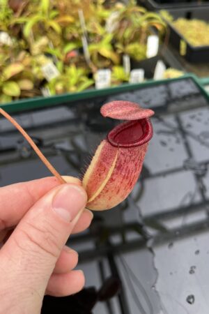 Close Up of Nepenthes sibuyanensis x ephippiata | Borneo Exotics | BE-4644 | IN25325