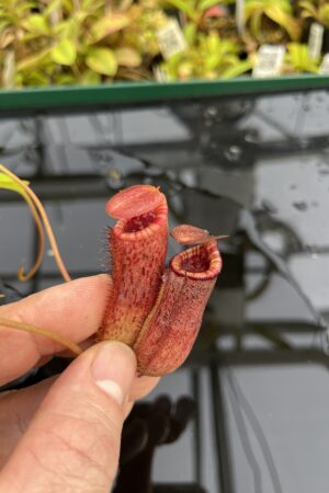 Close Up of Nepenthes sibuyanensis x lowii | Borneo Exotics | BE-4504 | IN25328