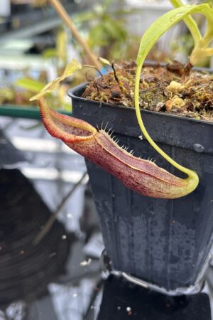 Close Up of Nepenthes singalana | Borneo Exotics | BE-3170 | H25622