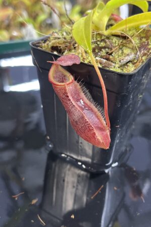 Close Up of Nepenthes singalana x (burbidgeae x edwardsiana) | Borneo Exotics | BE-4558 | H25435
