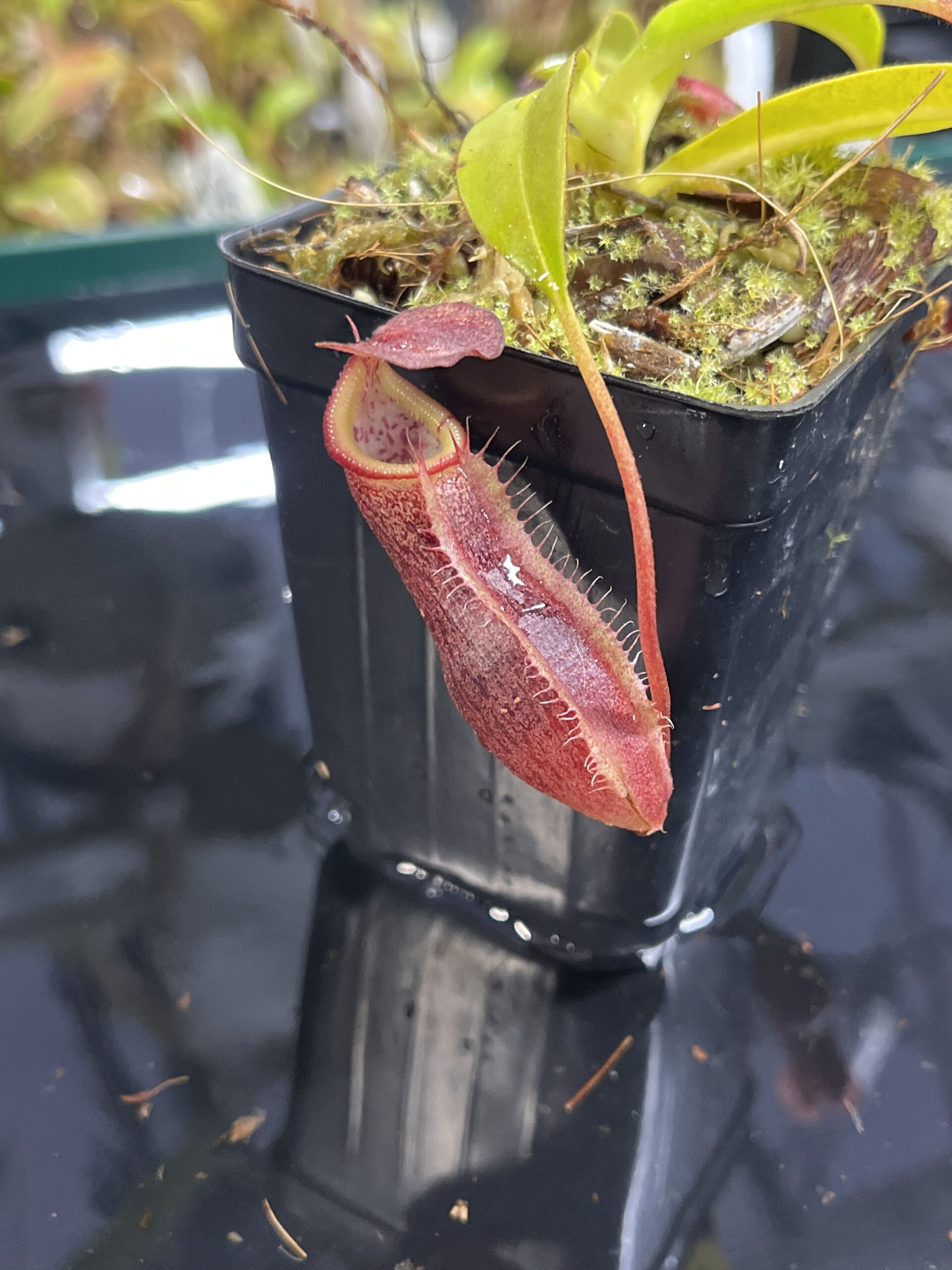 Close Up of Nepenthes singalana x (burbidgeae x edwardsiana) | Borneo Exotics | BE-4558 | H25435