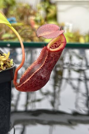 Close Up of Nepenthes singalana x (burbidgeae x edwardsiana) | Borneo Exotics | BE-4558 | H25626