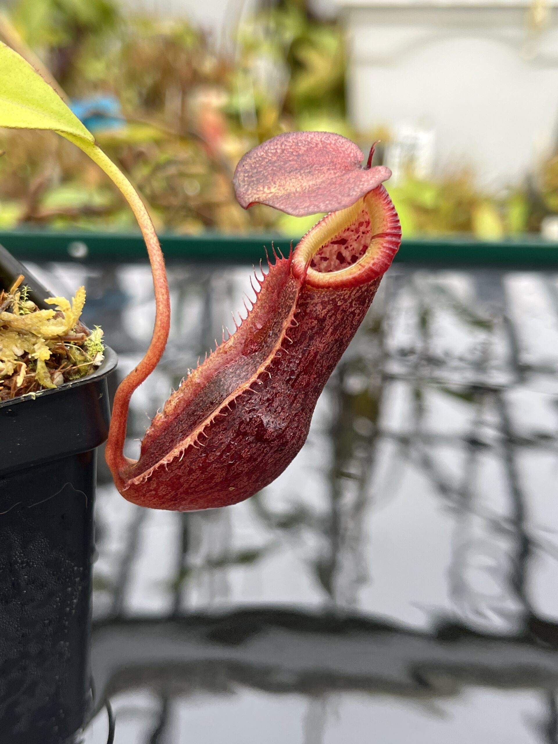 Close Up of Nepenthes singalana x (burbidgeae x edwardsiana) | Borneo Exotics | BE-4558 | H25626