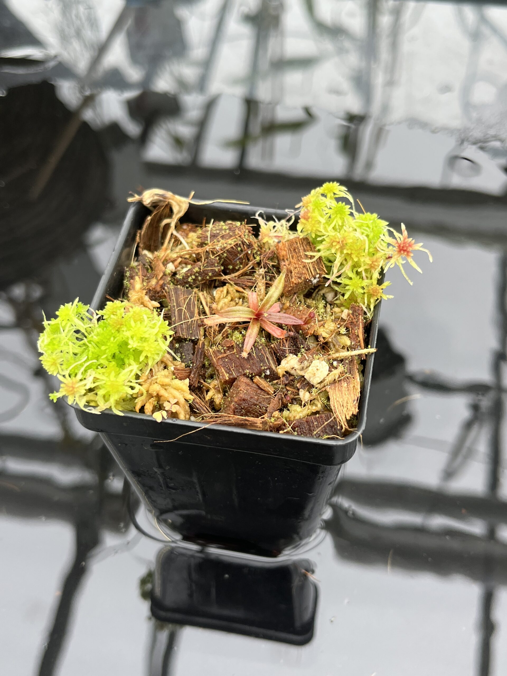 Rare Nepenthes for Sale — Shop Florae's Collection of Nepenthes