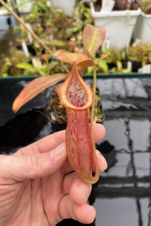 Close Up of Nepenthes spathulata x (burbidgeae x edwardsiana) | Borneo Exotics | BE-3978 | H25618