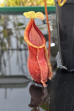 Close Up of Nepenthes spathulata x diabolica | Borneo Exotics | BE-3983 | H25427