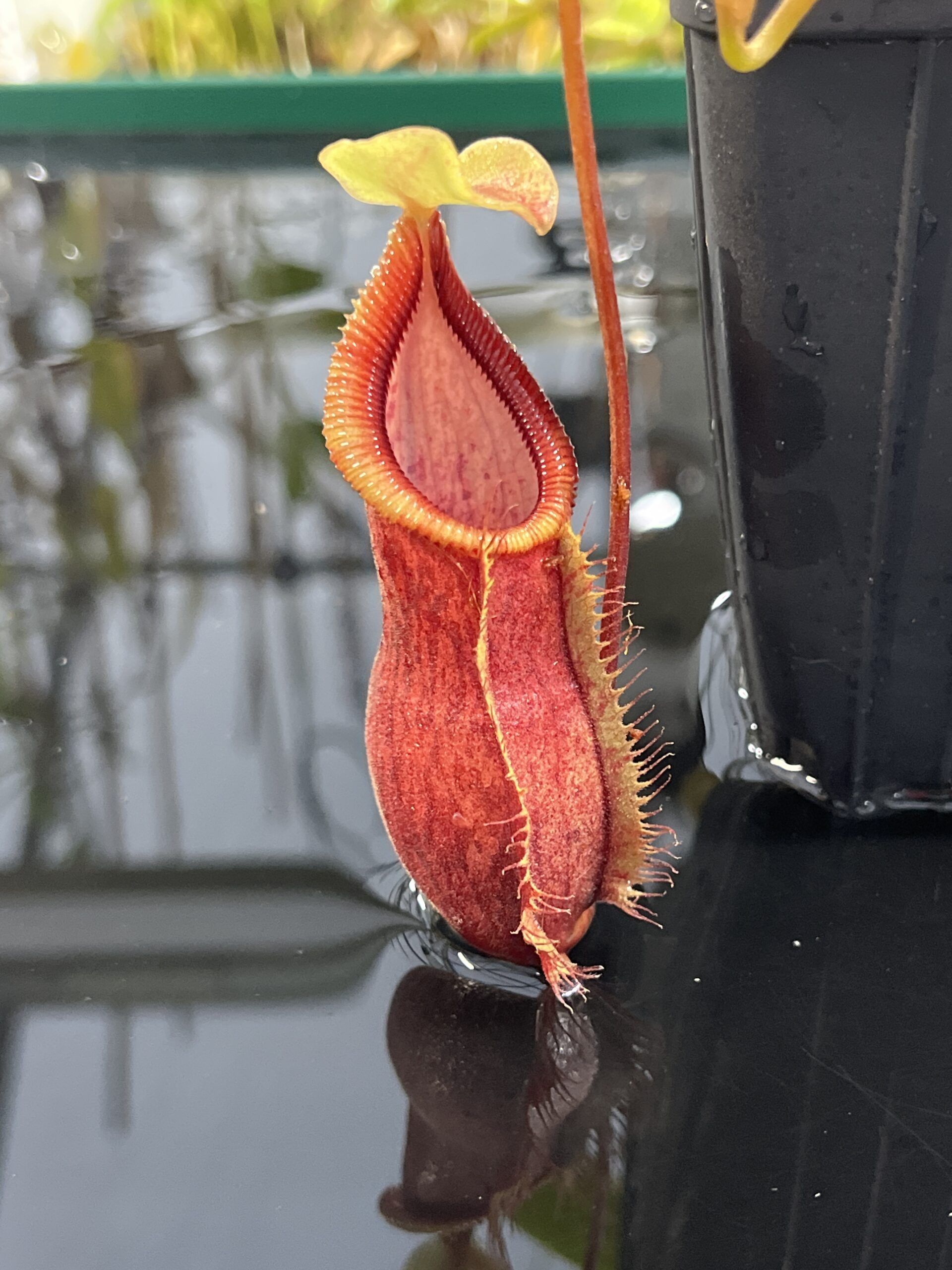 Close Up of Nepenthes spathulata x diabolica | Borneo Exotics | BE-3983 | H25427