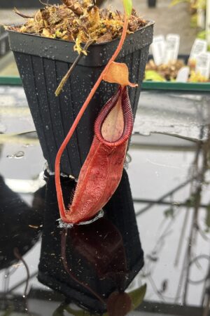 Close Up of Nepenthes spathulata x diabolica | Borneo Exotics | BE-3983 | H25506