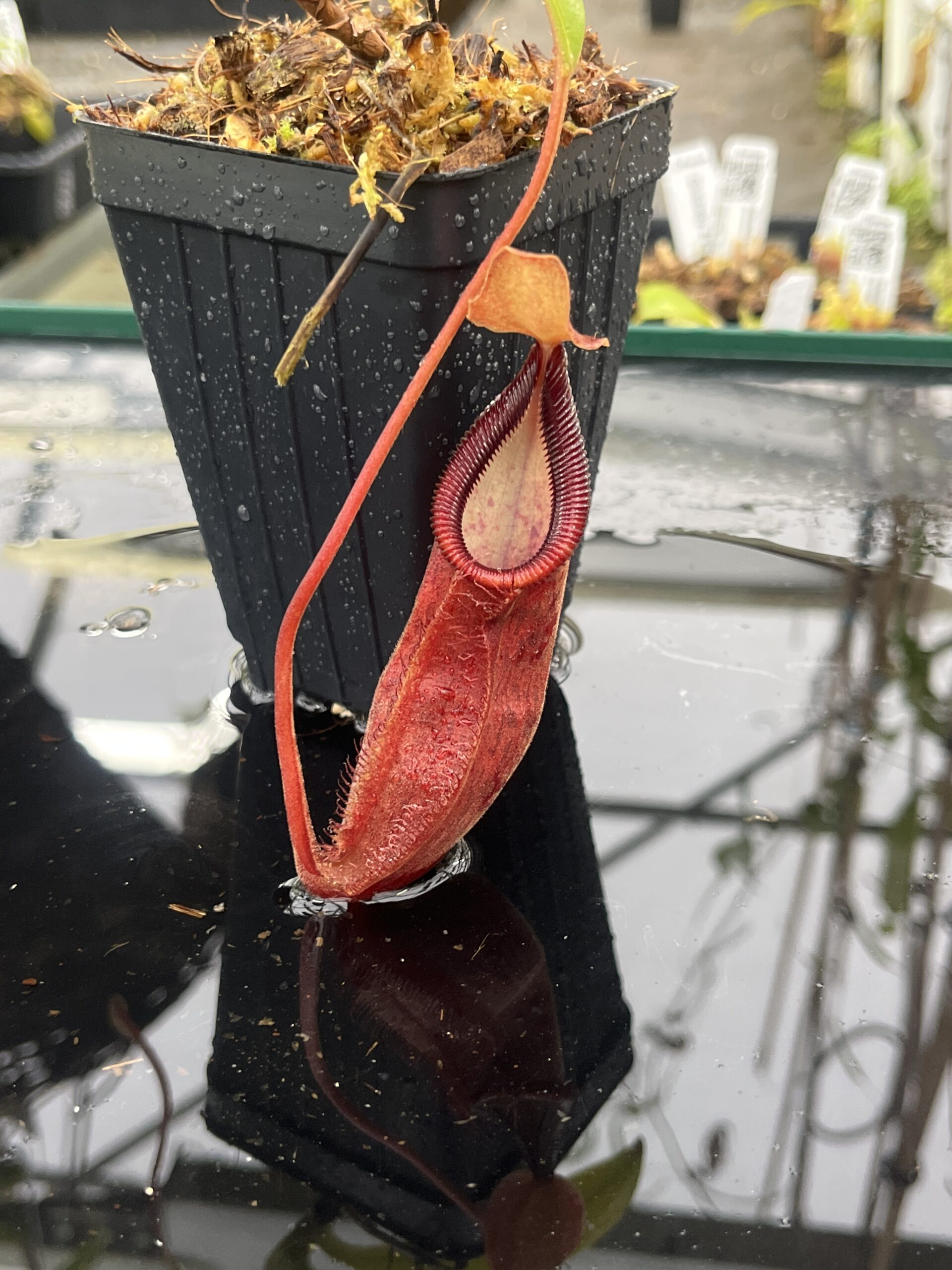 Close Up of Nepenthes spathulata x diabolica | Borneo Exotics | BE-3983 | H25506