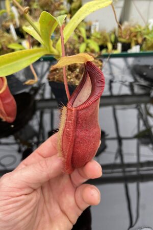 Close Up of Nepenthes spathulata x diabolica | Borneo Exotics | BE-3983 | H25619