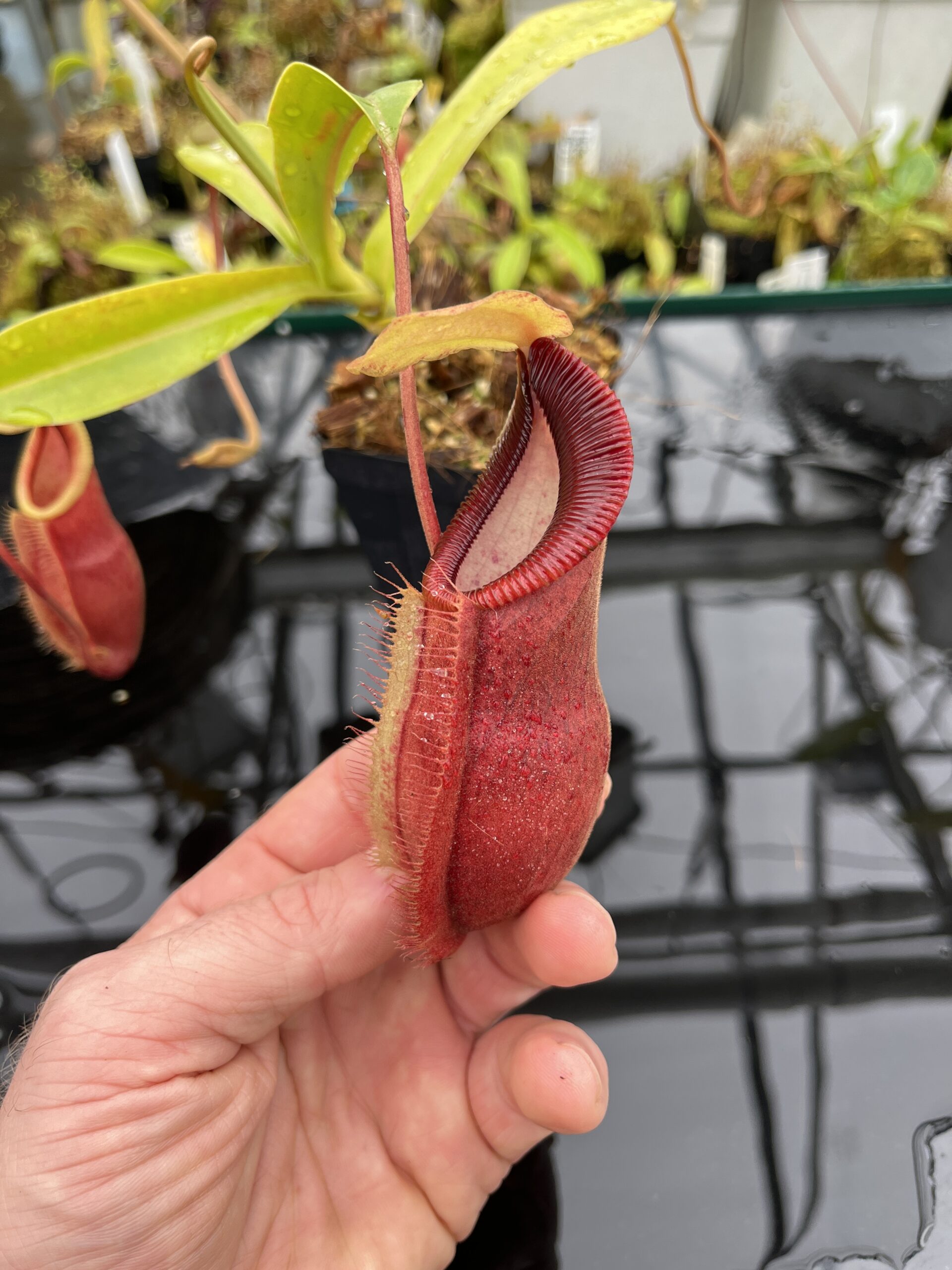 Close Up of Nepenthes spathulata x diabolica | Borneo Exotics | BE-3983 | H25619